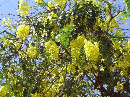 Yellow flowers cover a tree